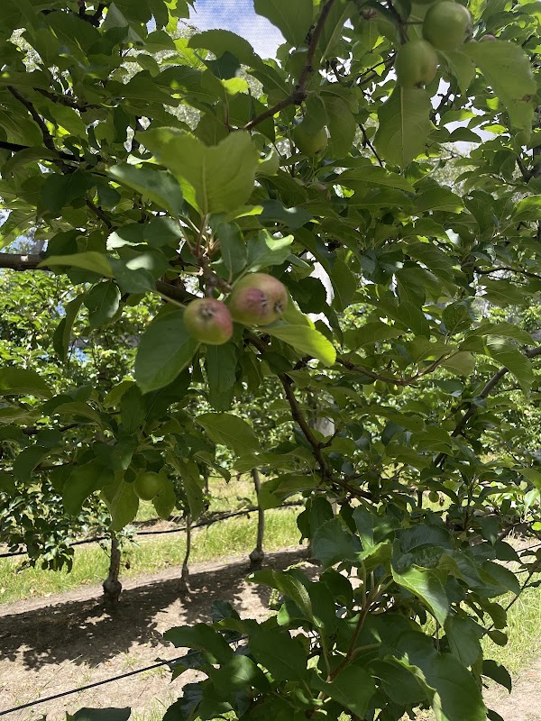 Glenbernie Orchard 3