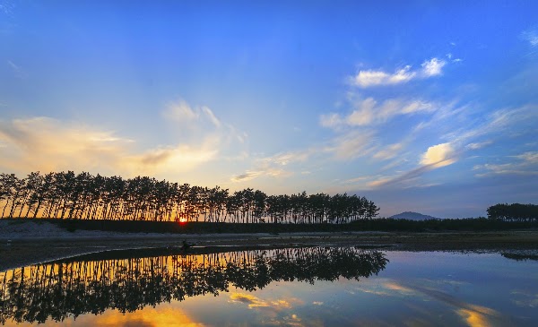 운여해변 솔밭 1