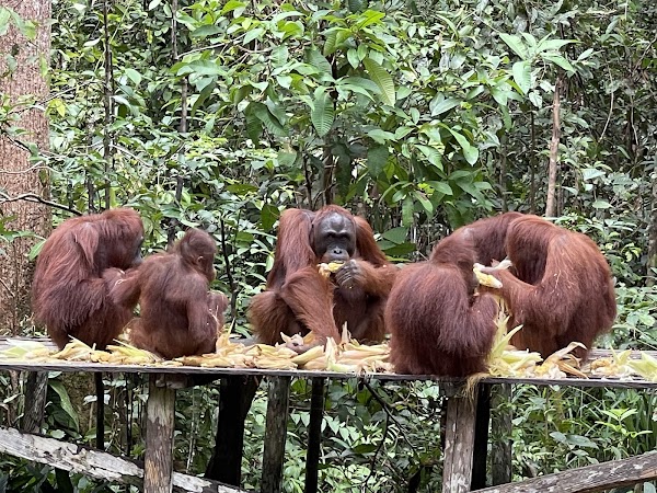 Taman Nasional Tanjung Puting 1