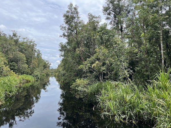 Taman Nasional Tanjung Puting 5