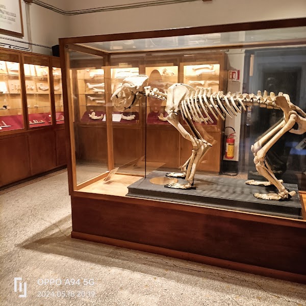 Museo di Archeologia Ligure 5