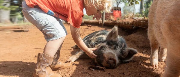 Maui Pig Sanctuary 1