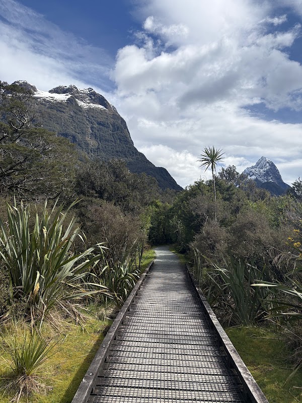 Milford Sound Foreshore Walk 5