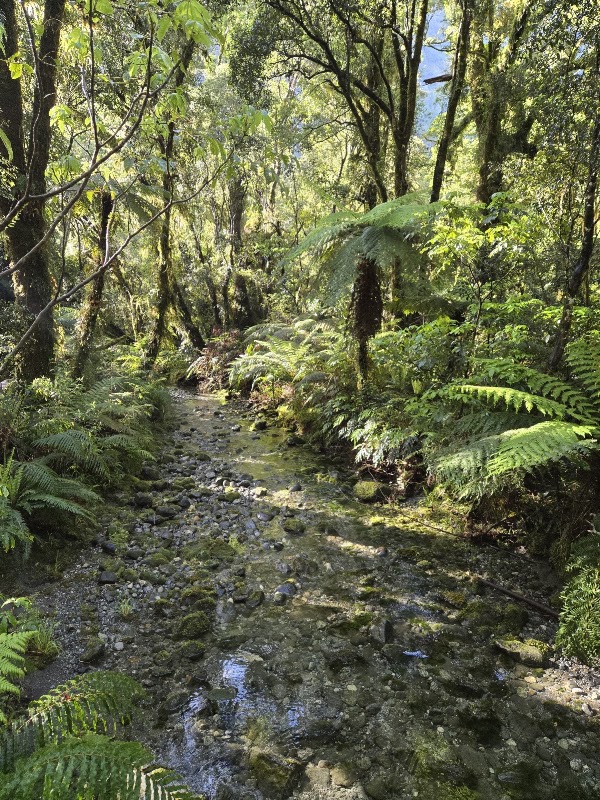 Milford Sound Foreshore Walk 4