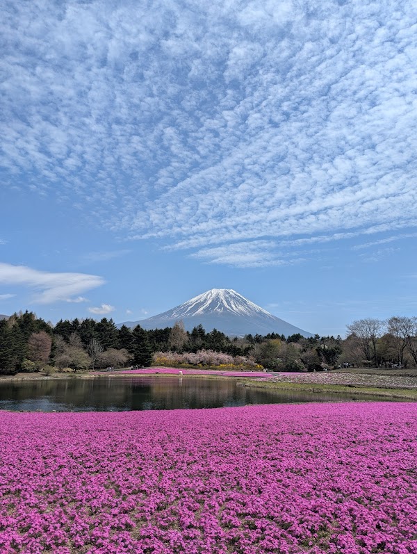 富士芝桜まつり会場
