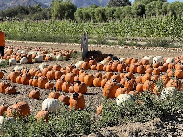 Prancer’s Farm 5