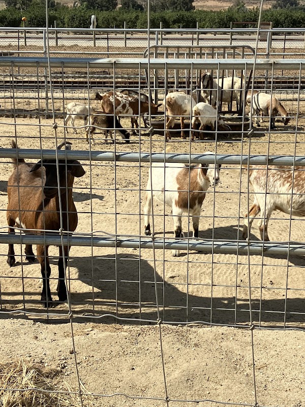 Prancer’s Farm 4