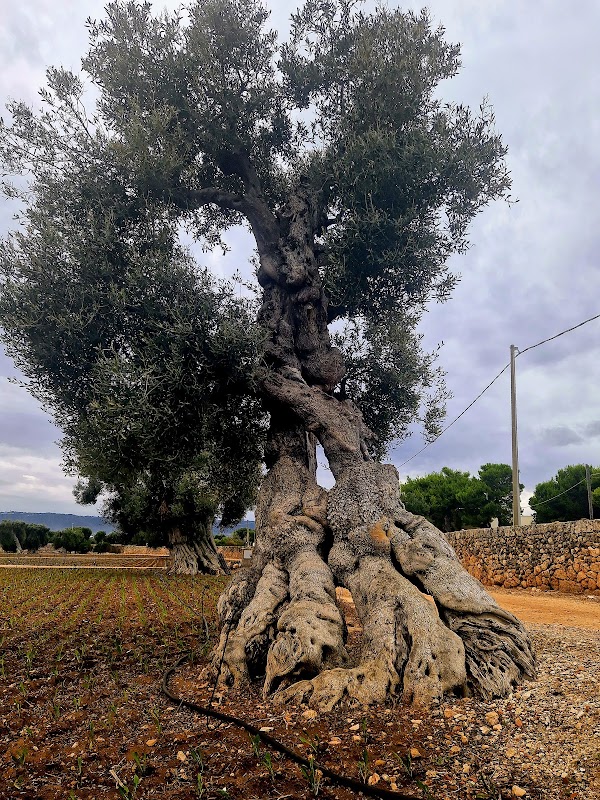 Scavi D'Egnazia 3