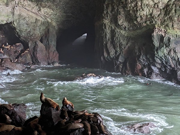 Sea Lion Caves 1