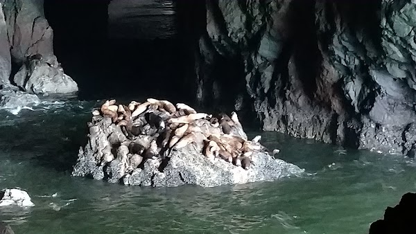 Sea Lion Caves 5