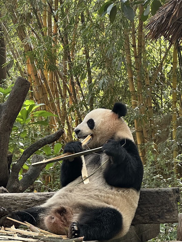 Guangzhou Panyu Chimelong Safari Pk