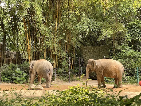 Guangzhou Panyu Chimelong Safari Pk 5