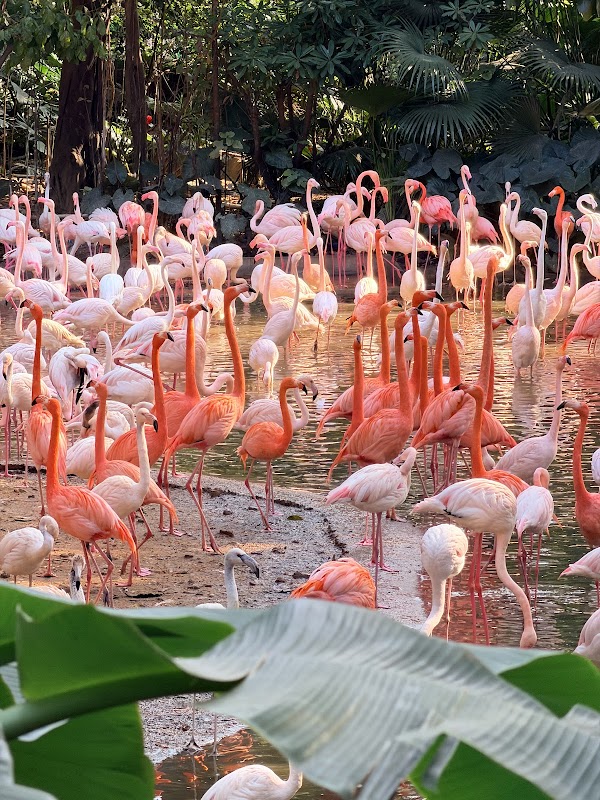 Guangzhou Panyu Chimelong Safari Pk 4