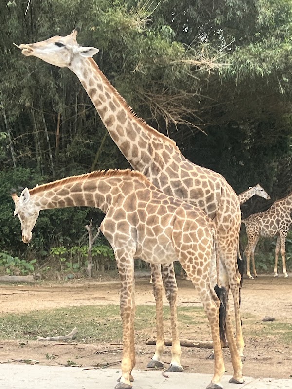 Guangzhou Panyu Chimelong Safari Pk 3