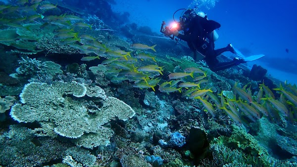Coral Triangle Center (CTC)