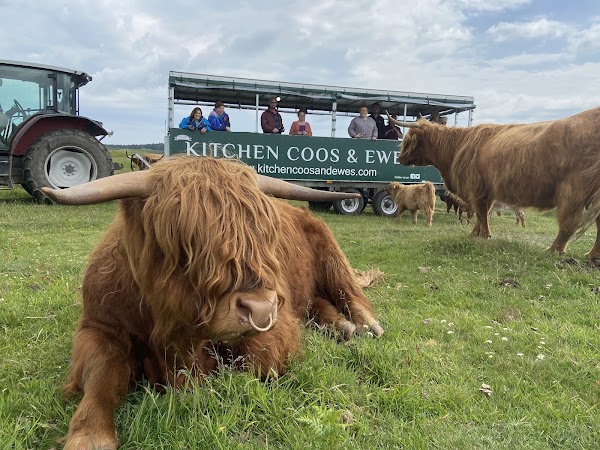 Kitchen Coos and Ewes