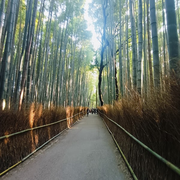 Arashiyama Bamboo