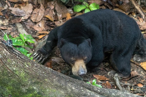Bornean Sun Bear Conservation Centre (BSBCC)