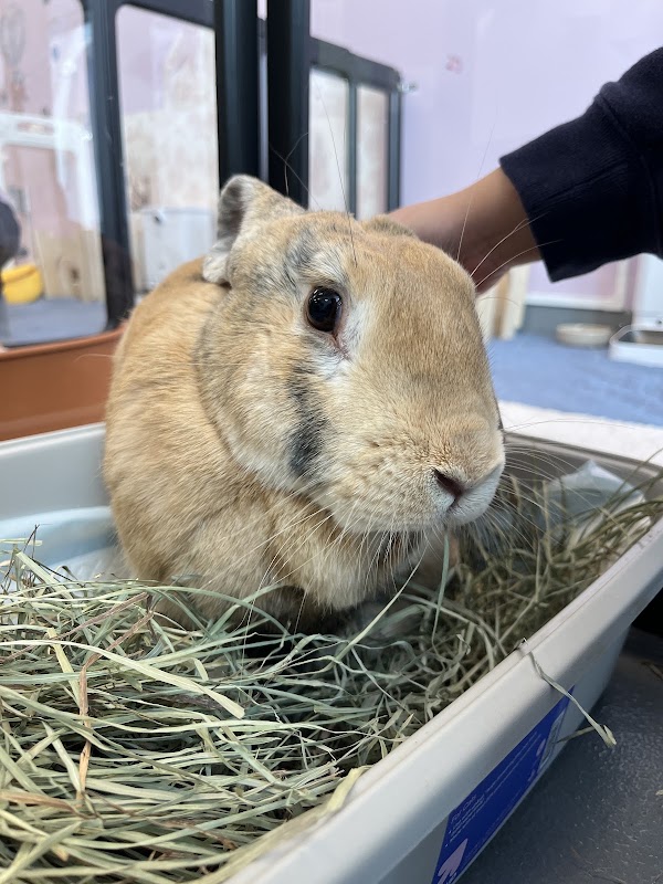 Bunny Cafe San Francisco 4