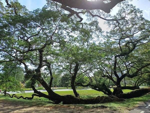 Taiping Lake Garden
