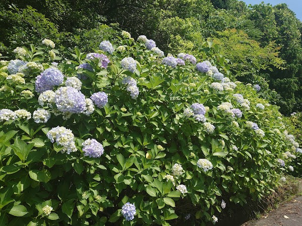 Hakata Island
