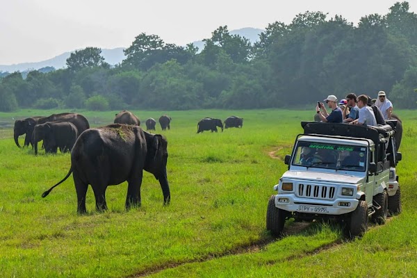 Minneriya National Park