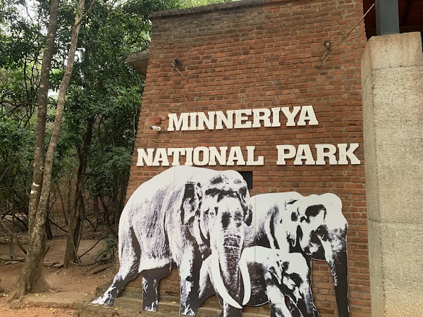 Minneriya National Park 5
