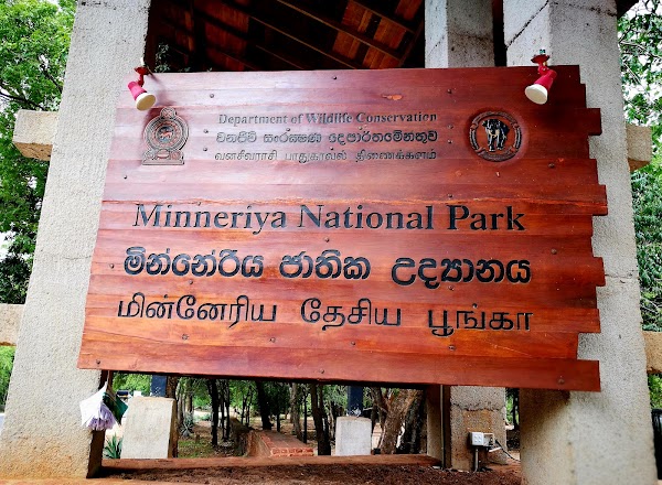 Minneriya National Park 4