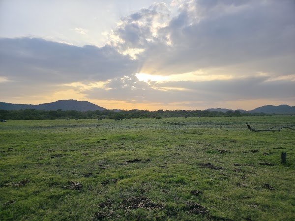 Minneriya National Park 3
