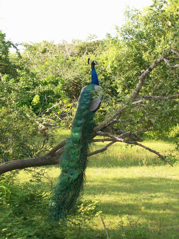Minneriya National Park 2