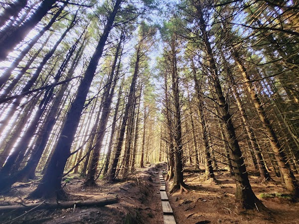 Ballinastoe Woods 5
