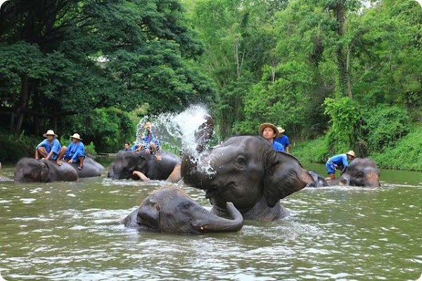 Thai Elephant Conservation Center