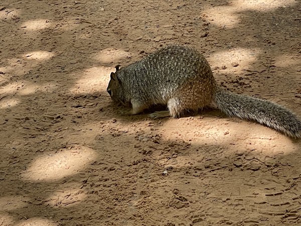 Temple of Sinawava 2