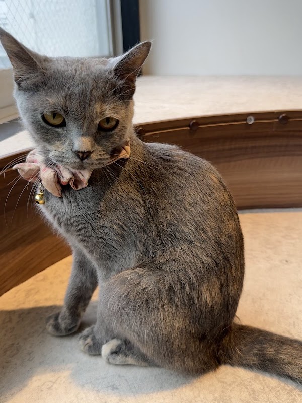 Coo and Riku petshop/cat cafe 2nd floor 5