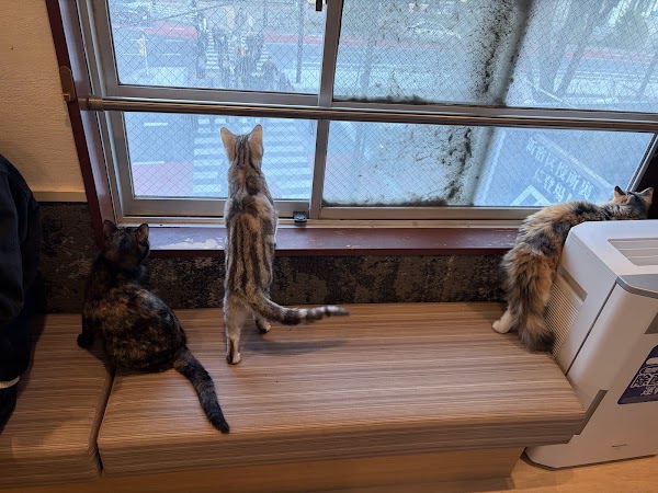 Coo and Riku petshop/cat cafe 2nd floor 4