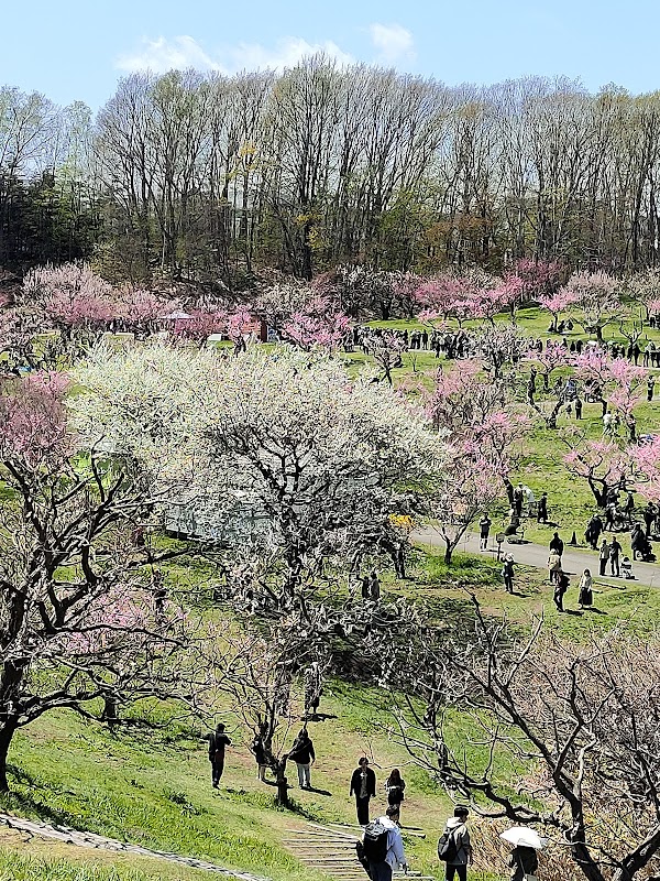 Hiraoka Park