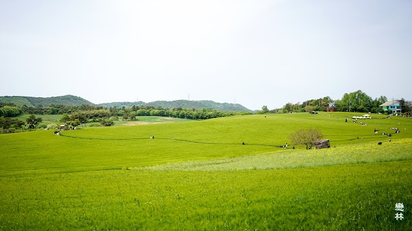 Gochang Barley Field 1