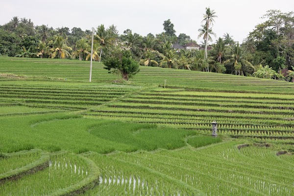 Medewi 3