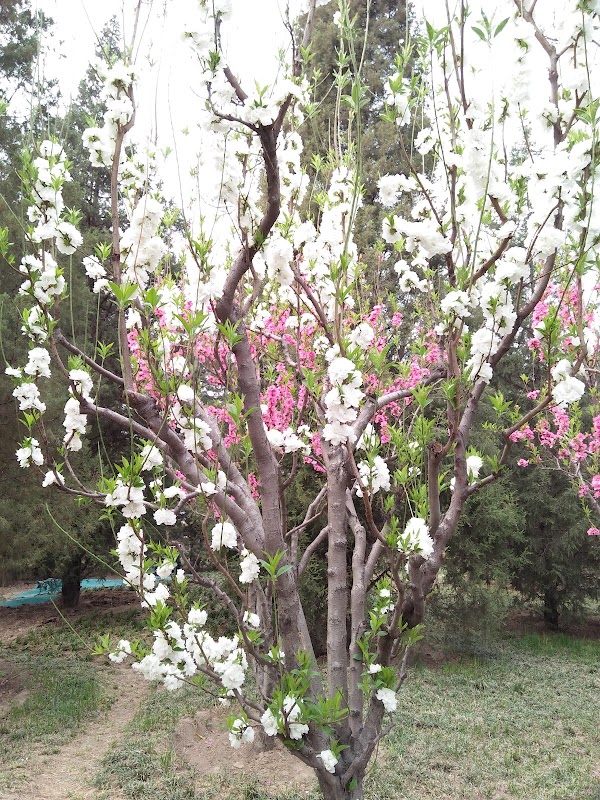 Rose Garden （West Gate 1）