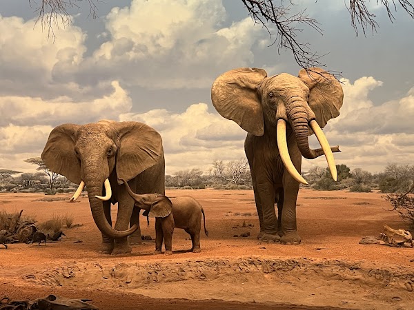 Natural History Museum of Los Angeles County 3
