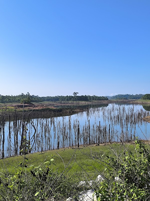 Flooded Forest Viewpoint