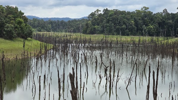 Flooded Forest Viewpoint 2