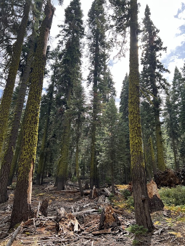 McGurk Meadow Trailhead 3