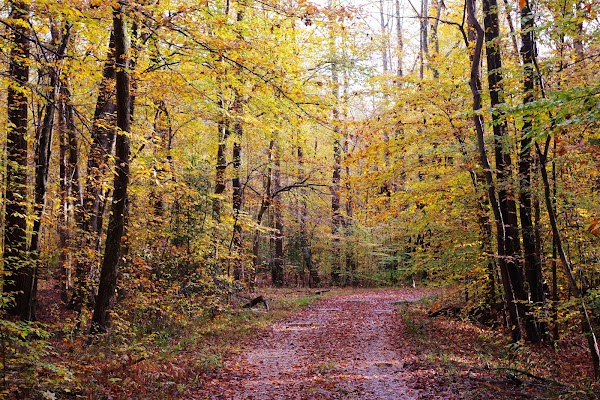 Forest Trail 1
