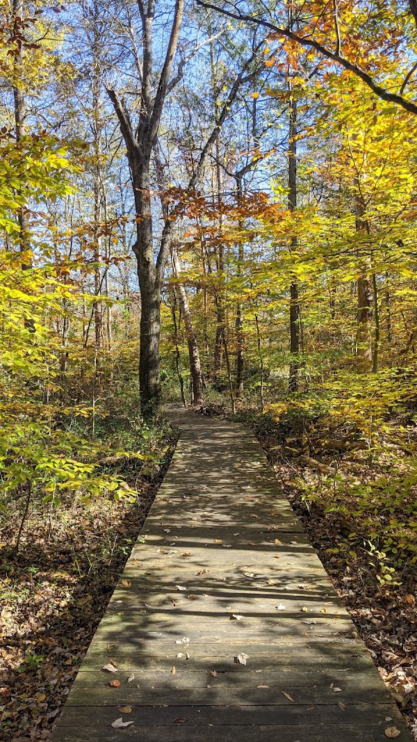 Forest Trail 5