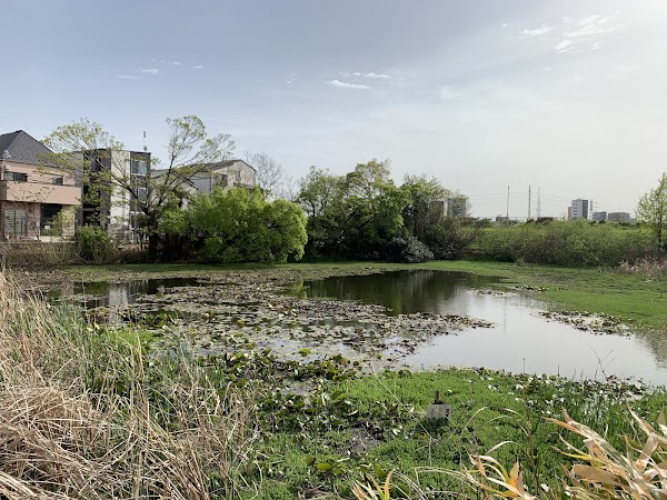 Kenashi Pond 5