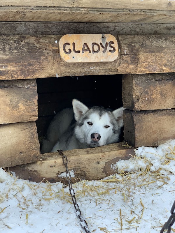 Denali Sled Dog Kennels