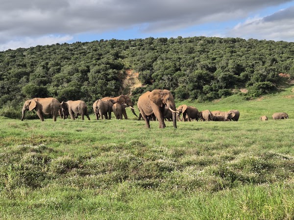 Addo Elephant National Park 5