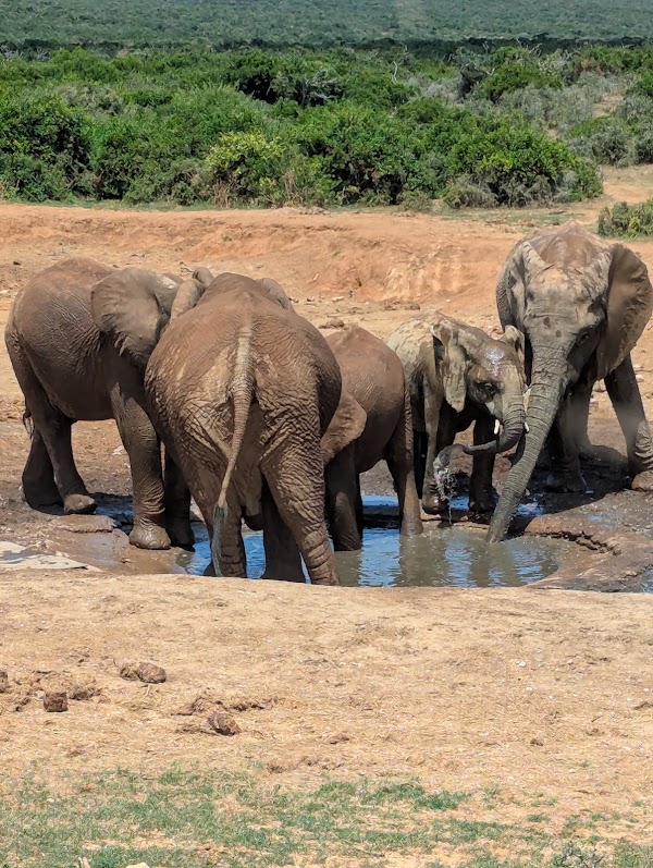 Addo Elephant National Park 4
