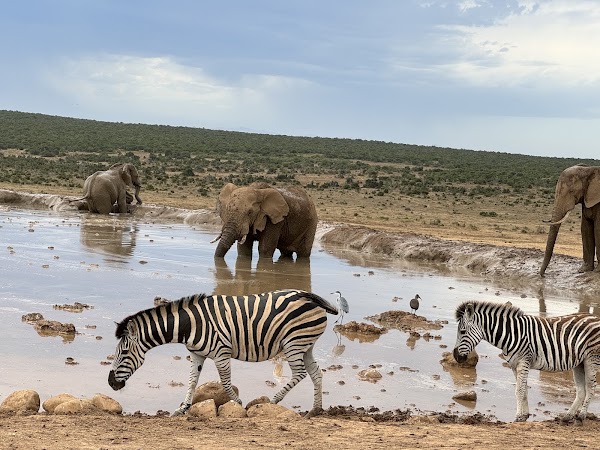 Addo Elephant National Park 3